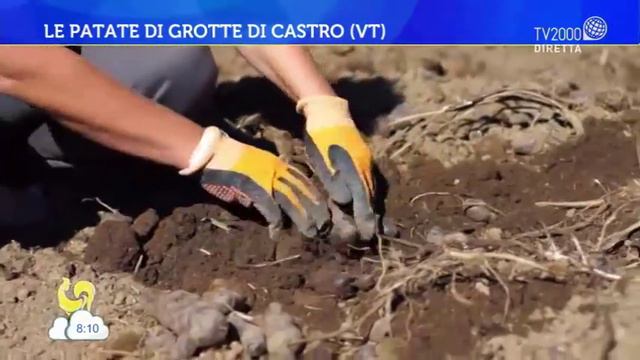 Le Patate Di Grotte Di Castro (VT)