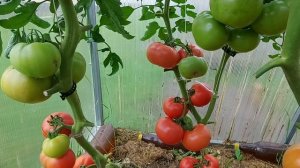 Томат Пинк Парадайс F1! Мне понравился! Продолжение следует!