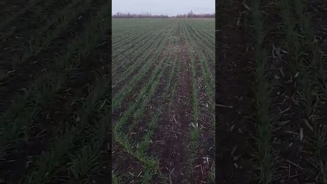 ☝️Внесення Гумат Калія+Бор202 з Осені‼️ Ч.1. смотреть онлайн