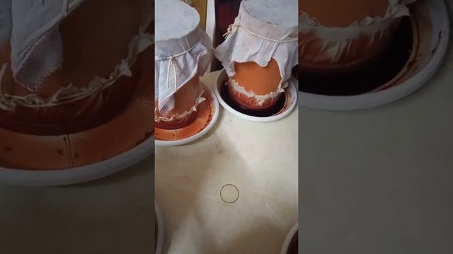 выращивание пиявок дома. Кормление Производителей. смотреть онлайн