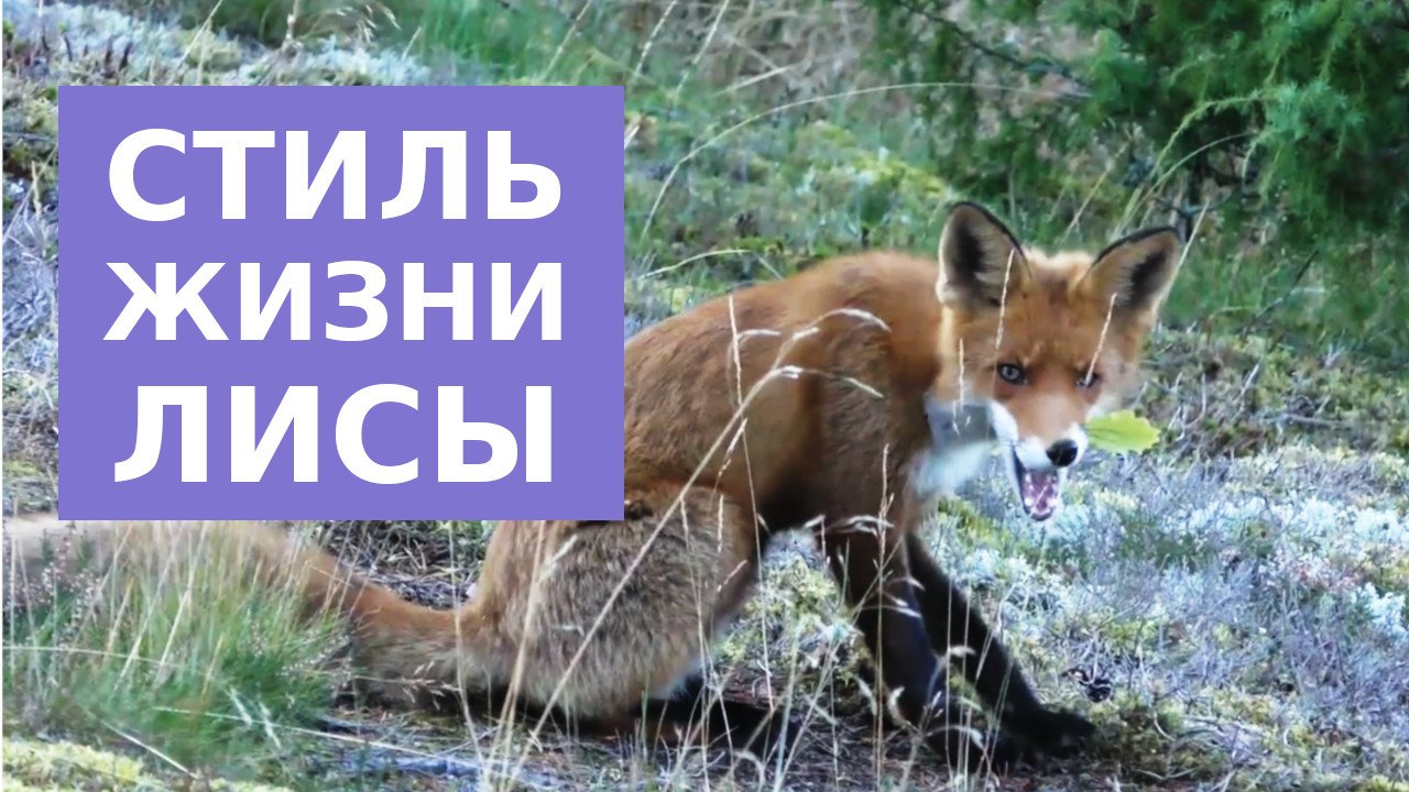 Стиль жизни лисы здесь и сейчас смотреть онлайн
