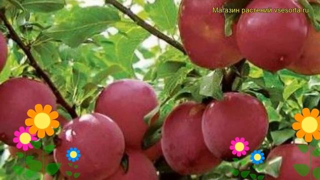 Алыча гибридная Найдена. Краткий обзор, описание характеристик prunus rossica Naidena смотреть онлайн