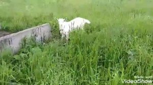 На лугу,на лугу,на лугу пасутся КО....