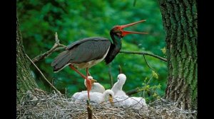 Чёрный аист  из Красной книги России.