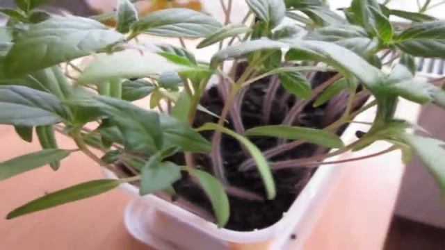 Datura stramonium seedlings смотреть онлайн