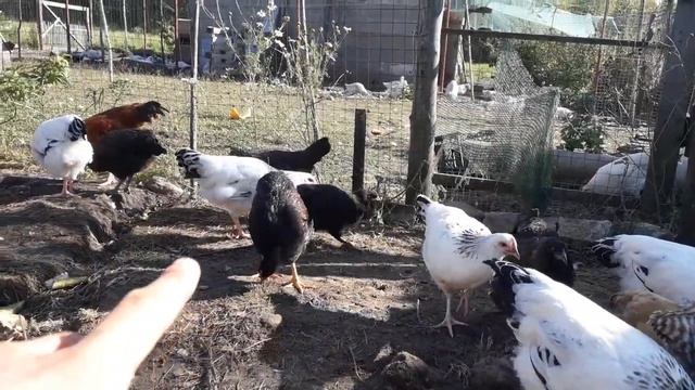В гостях у друзей// различные породы кур//брама//легбар//мехеленская кукушка//орпингтон смотреть онлайн