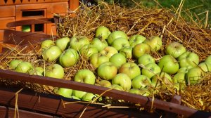 Антоновщина или Тамбовская контрреволюция