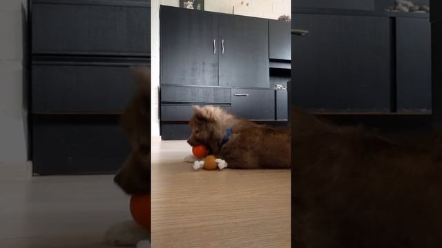 Rei , finish lapphund playing смотреть онлайн