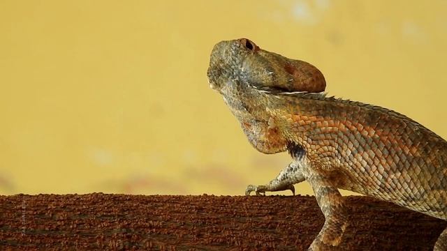 Oriental garden lizard (Calotes versicolor) on its hunt ? смотреть онлайн