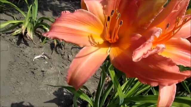 Арт Фестивал Лилейник смотреть онлайн