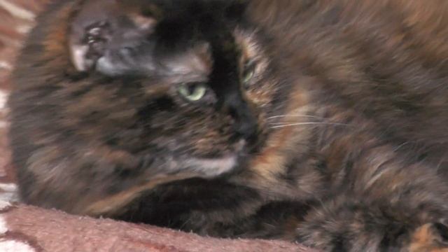 Кошка Муля и Черепаха Тильда смотреть онлайн