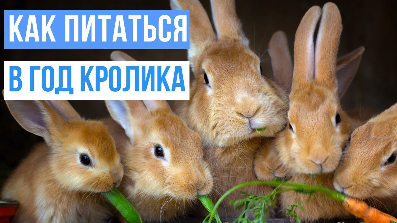 Как питаться в год черного кролика? Похудательные советы от Галины Турецкой смотреть онлайн