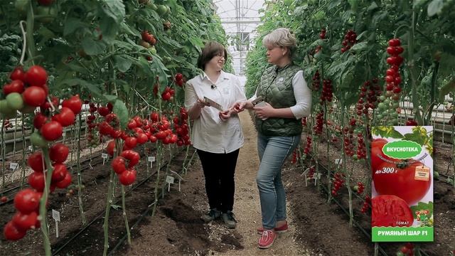 Томат | Академия огородника смотреть онлайн