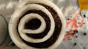 Гигантский лук #ЭКСИБИШЕН. Выращивание через #рассаду.