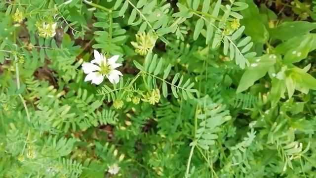 ? УНИКАЛЬНАЯ ТРАВА - АСТРАГАЛ И ЕГО ЛЕЧЕБНЫЕ СВОЙСТВА . ? смотреть онлайн