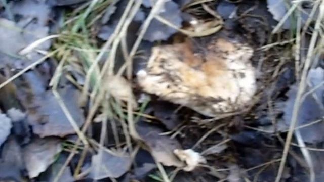 рядовка смотреть онлайн