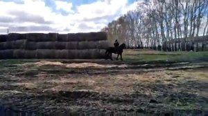 Обучение жеребца, по колхозному! Обучение лошади!
