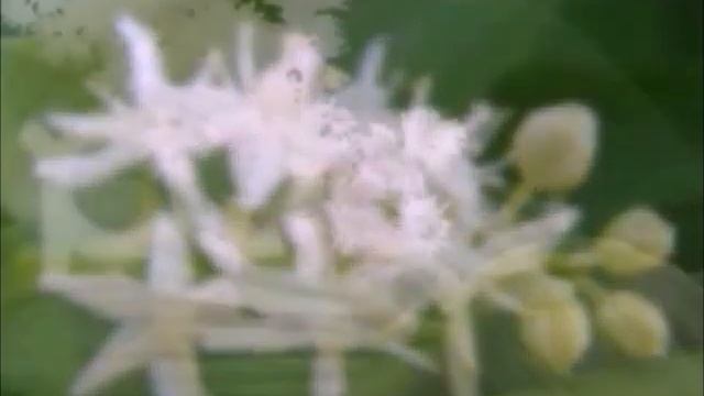 Азбука цветов (С).ПОЛНАЯ ВЕРСИЯ смотреть онлайн