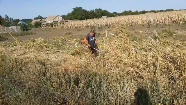 Подготовка Проса На Веники смотреть онлайн