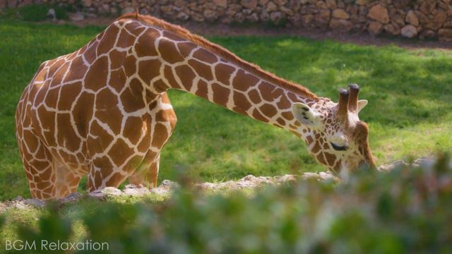 LITTLE ANIMALS IN FOREST ~ Cute Moments of Baby Animals With Relaxing Nature Sounds | 4K Ultra HD смотреть онлайн