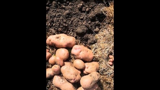 Картофель Тулеевский и Сюрприз в ящиках. 21.08.2021 смотреть онлайн