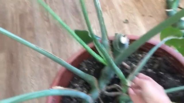 Монстера  Обрезка монстеры