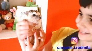 Наш ежик! Где живет карликовый африканский ежик Домашний карликовый ежик! Видео для детей