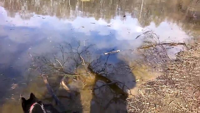 Шипперке Альф и вода смотреть онлайн