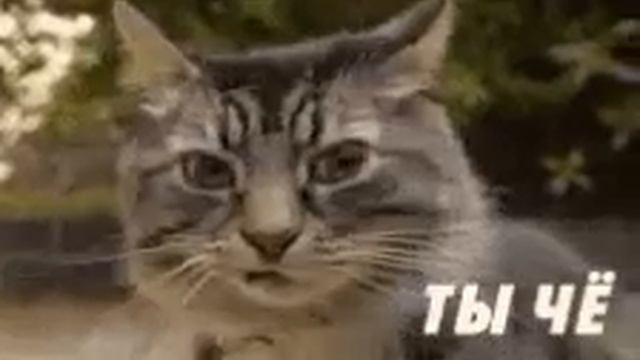 Серьезный кот смотреть онлайн