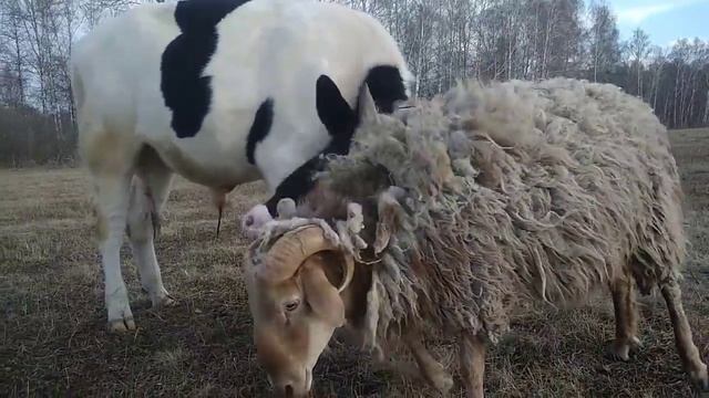 Бой за звание чемпиона! Бык(300кг+) против Баран (50кг+)