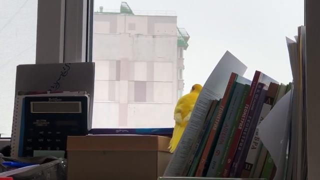 Какарик смотрит в окно и разговаривает смотреть онлайн