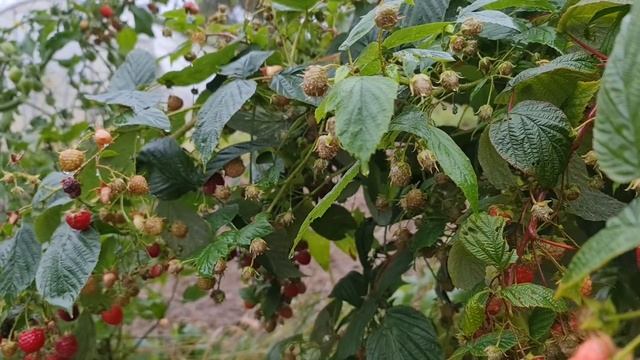 СЕНТЯБРЬ, а ВСЁ В ЯГОДАХ! Ремонтантная малина. СЕКРЕТЫ обрезки и ОБИЛЬНОГО урожая ДАЖЕ ОСЕНЬЮ смотреть онлайн