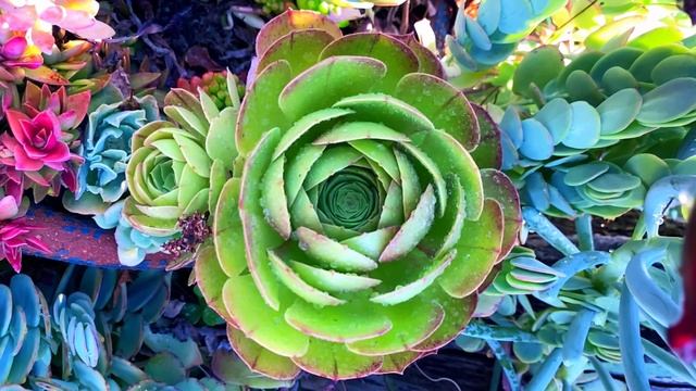 Echeveria Secunda Var Glauca Succulent Type, An Impressive Evergreen Succulent