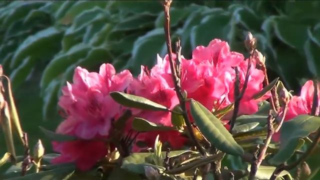 Beautiful flowers were hiding in the bushes / Красивые цветы спрятались в зарослях смотреть онлайн