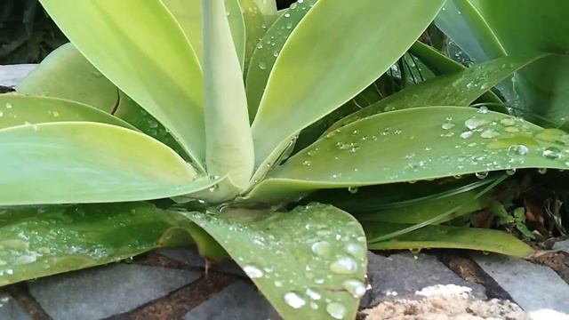 Капли росы на листьях  Gotas De Rocío En Las Hojas