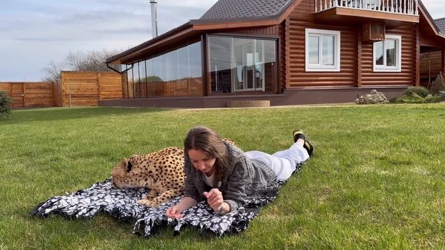 Герда снова запела! Утренняя порция нежности от гепарда Герды