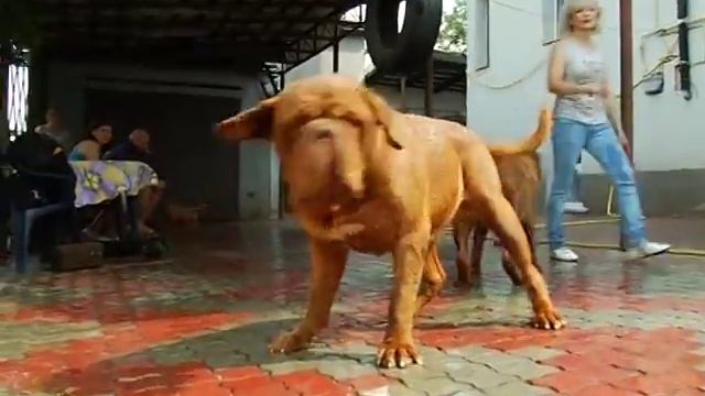 Питомник бордоских догов «Perle de France» http://perl.petsinform.com/ смотреть онлайн