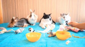 LOL ПОДРУЖКА? КОТ МАЛЫШ НЕ ПОНЯЛ! КОШЕЧКА МУРКА И НОВАЯ КУКЛА ЛОЛ! ОТКРЫЛИ ШАР LOL SURPRISE PETS