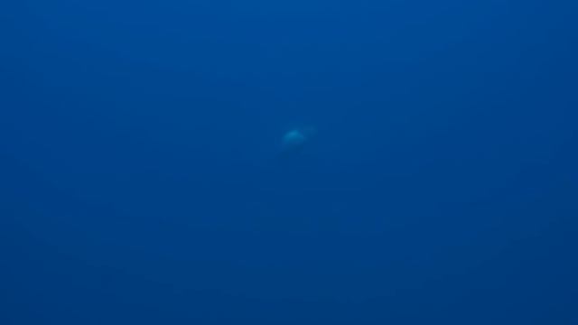 SPEARFISHING GIANT GROUPERS IN THE MEDITERRANEAN SEA ? DEEP DIVING TECHNIQUE ? [2022 EP.14]
