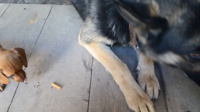 Овчарка  и такса кушают вкусненькое