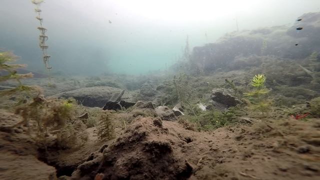 КАРАСЬ и ЩУКА на 10 минуте! подводное видео смотреть онлайн