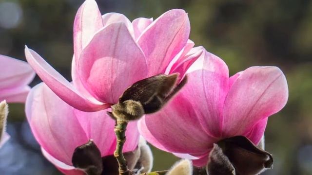 Как цветёт магнолия  Как выращивать магнолию