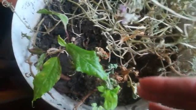 Алисум погиб после стрижки! смотреть онлайн