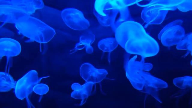 Красота нашей планеты под музыку смотреть онлайн