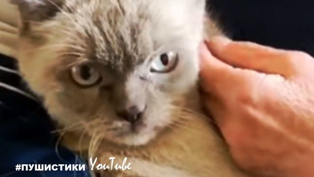Мариуполь. Брошенный кот в разбитой квартире смотреть онлайн