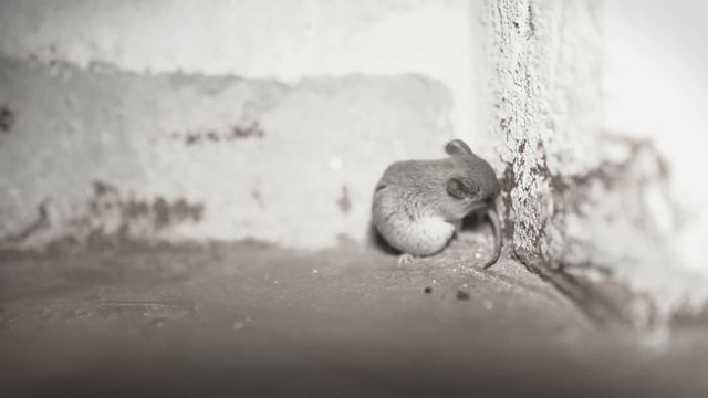 Desert Horned Viper Facts: a SNAKE with HORNS ? Animal Fact Files смотреть онлайн