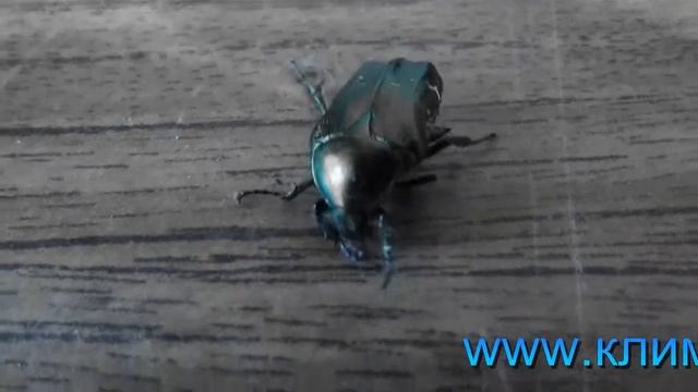 Июньский жук смотреть онлайн