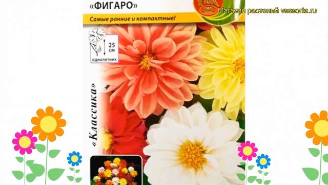 Георгина махровая Фигаро. Краткий обзор, описание характеристик, где купить семена dáhlia cultorum смотреть онлайн