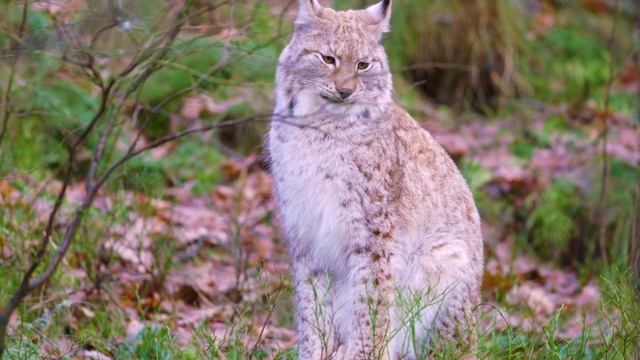 Самые опасные животные россии! | Жители тайги смотреть онлайн