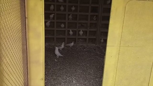 Питомник Бакинских голубей Наримана в Баку! смотреть онлайн